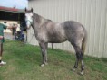 Sporty grey gelding $4000 neg Booval QLD